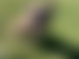 Bentley | American Bully Mix | Hawthorne, CA | In-Training