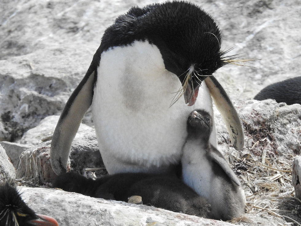 6 week old chick and Mom sharing a moment - yes this is my picture 
