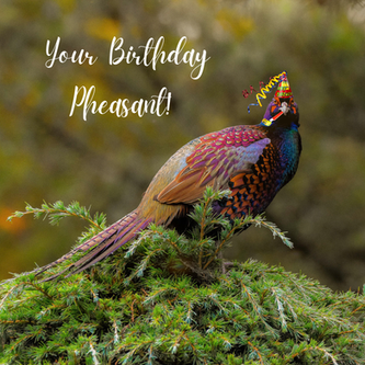 Your Birthday Pheasant Happy Birthday Card