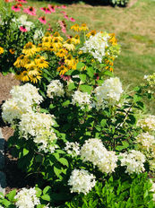 IMG_7511.jpeg
