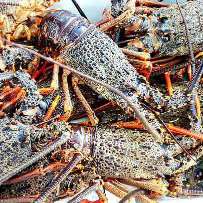crayfish_edited.jpg