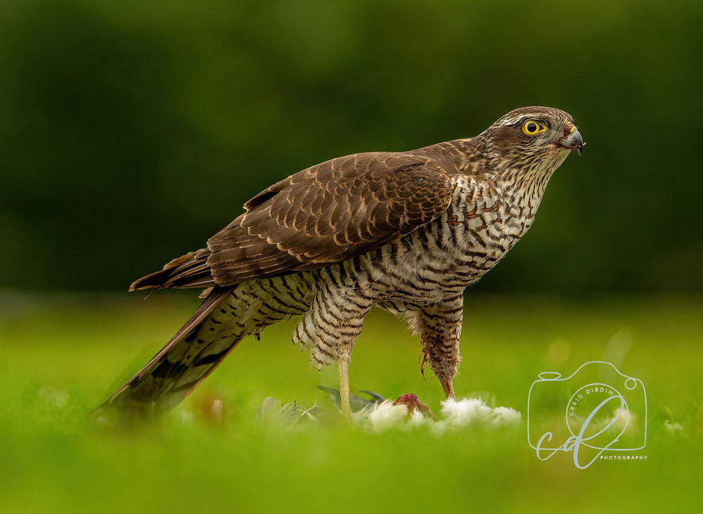 Wildlife photography prints for sale, featuring stunning animal portraits and nature scenes captured in vibrant detail.