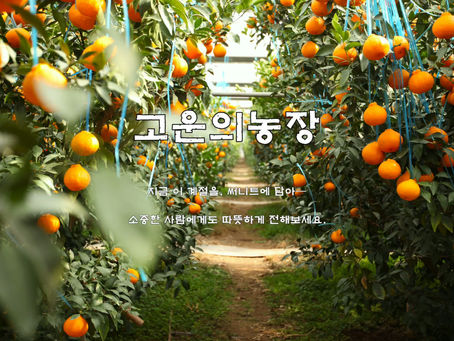 햇살을 한 입에 ☀🍊 고운의농장 써니트 한라봉