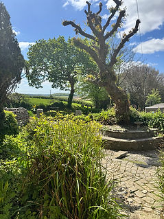 tree outside cottages.jpeg