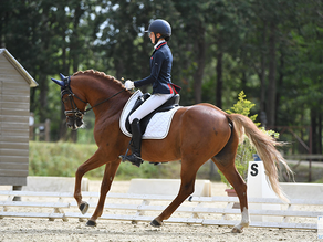Quels stud-books pour les croisements Cheval - Poney ?