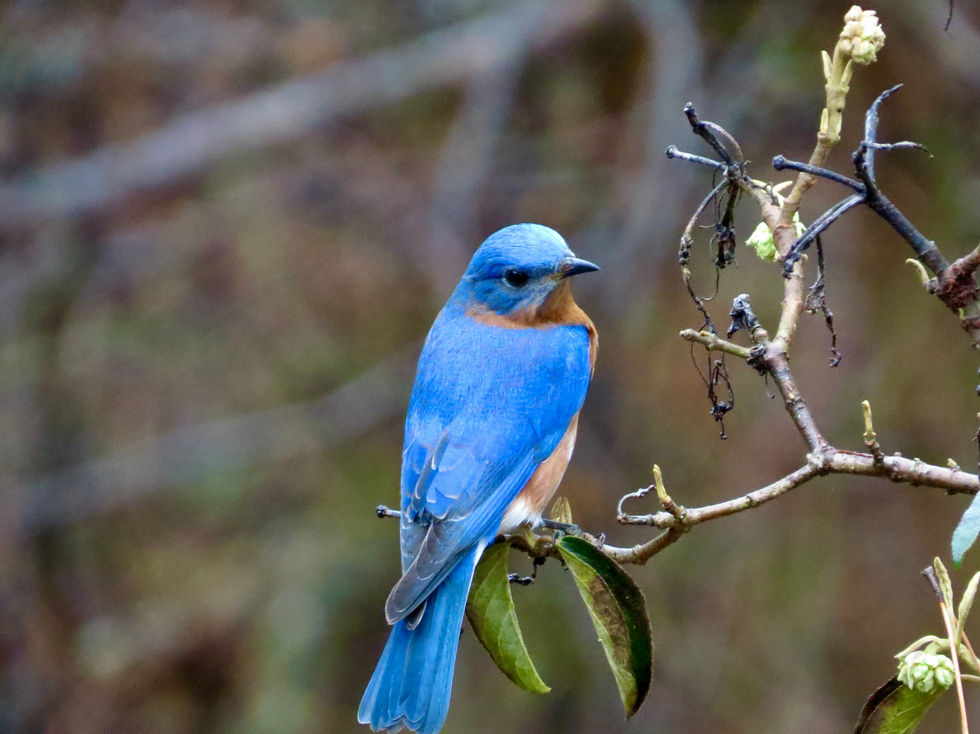 eastern bluebird