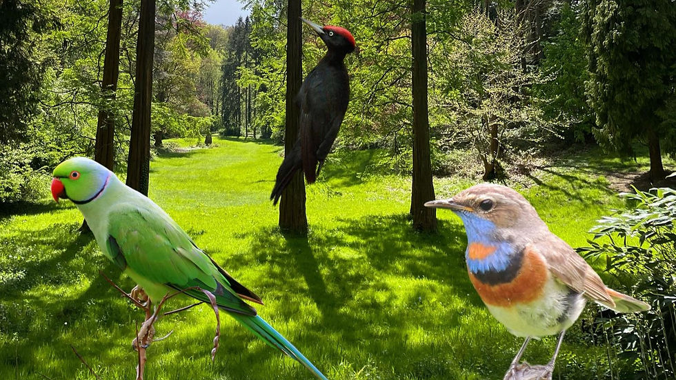 LUISTER - In vogelvlucht door het Zoniënwoud: "Halsbandparkiet is echt een Brusselse vogel"