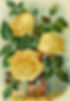 Perle des Jardins Rose from The Canadian Horticulturist (1892)