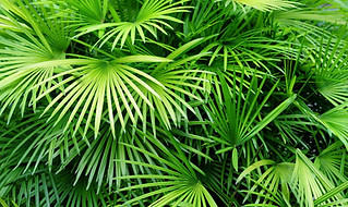 Luscious Palm Leaves