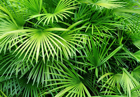 Luscious Palm Leaves