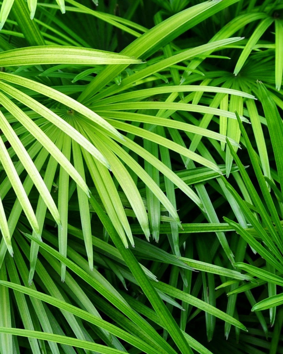 Luscious Palm Leaves