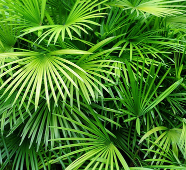 Luscious Palm Leaves