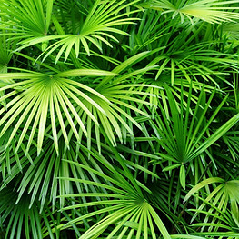 Feuilles pulpeuses Palm