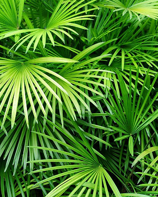 Luscious Palmblätter