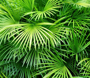 Luscious Palm Leaves