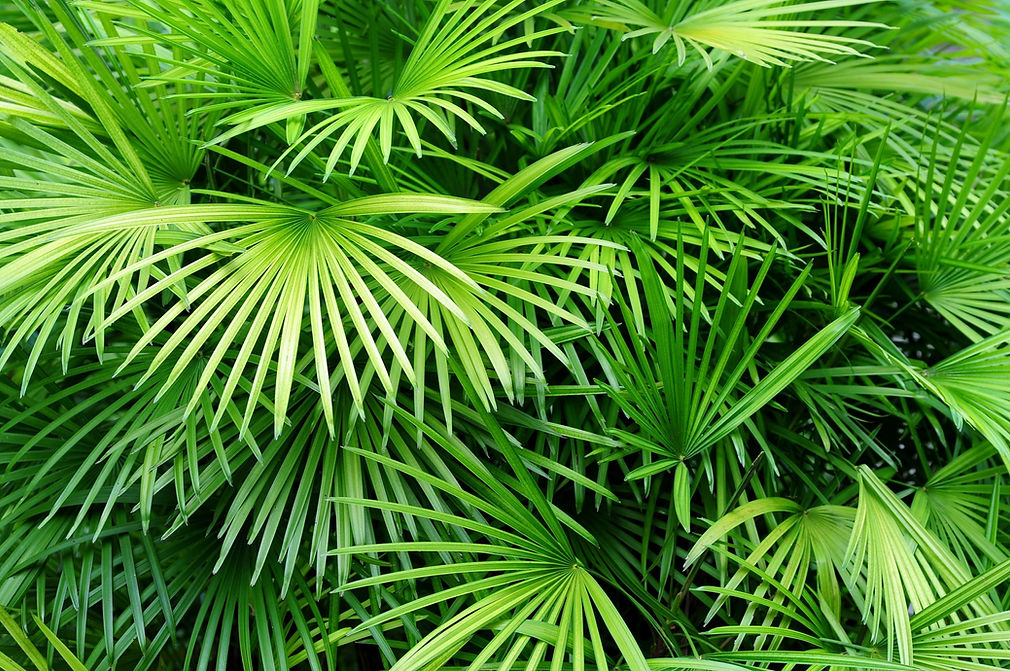 Luscious Palm Leaves