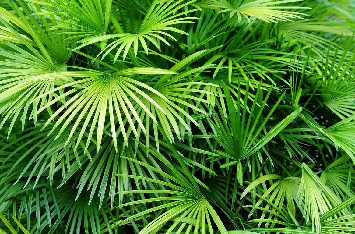 Luscious hojas de palma