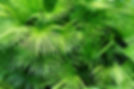 Feuilles pulpeuses Palm