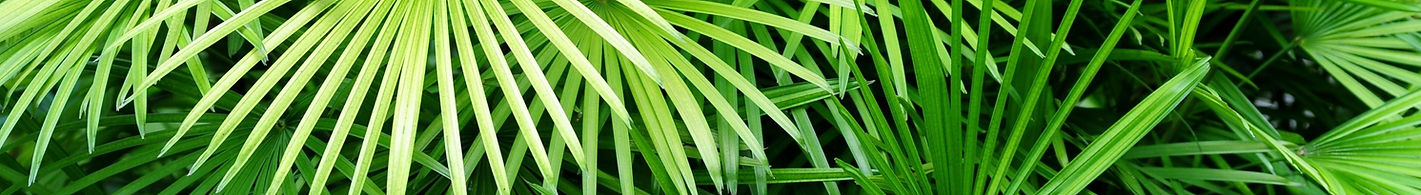 Luscious Palm Leaves