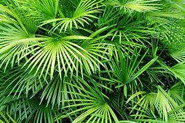 Luscious Palm Leaves