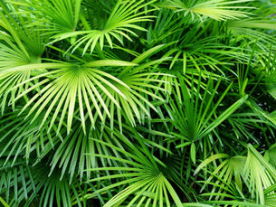 Enhancing Mature Landscapes