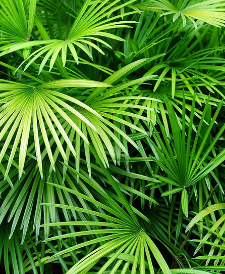 Luscious Palm Leaves
