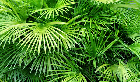 Luscious Palmblätter