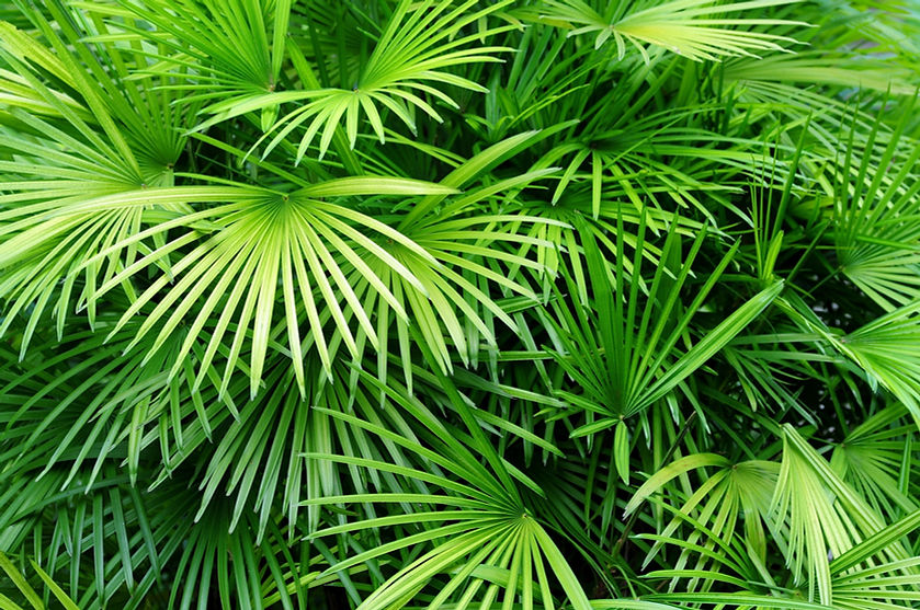 Luscious Palm Leaves