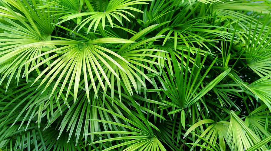 Luscious Palm Leaves