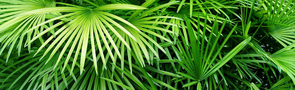 Luscious Palm Leaves