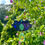 Thumbnail: Lotus Rainbow Maker