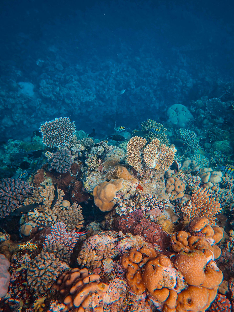Kleurrijk koraalrif met gele en oranje koralen en enkele vissen. Blauwe oceaanachtergrond. Levendige en serene onderwaterscene.