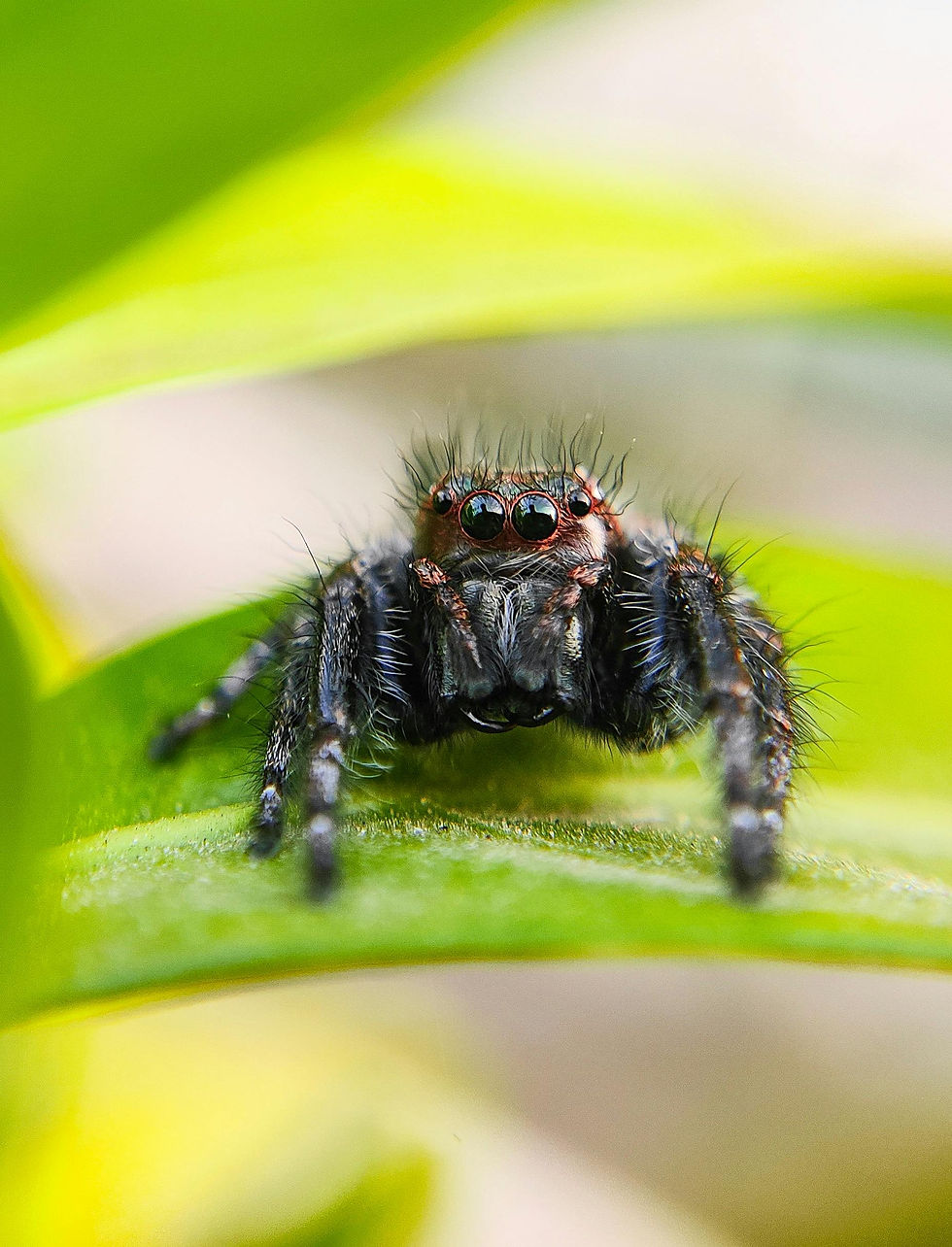 Een harige spin met heldere ogen staat op een groen blad. De achtergrond is onscherp met groene en gele tinten.
