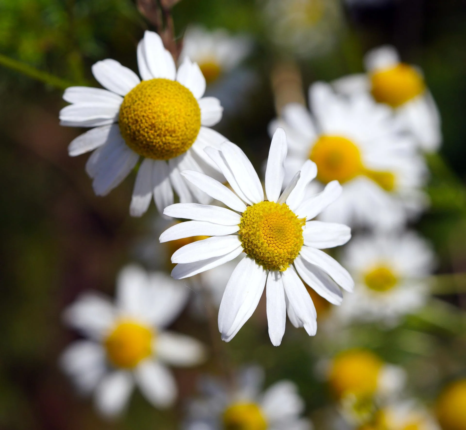 Kamille - Matricaria Chamomilla L.