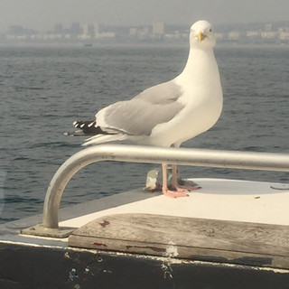 Sea gull
