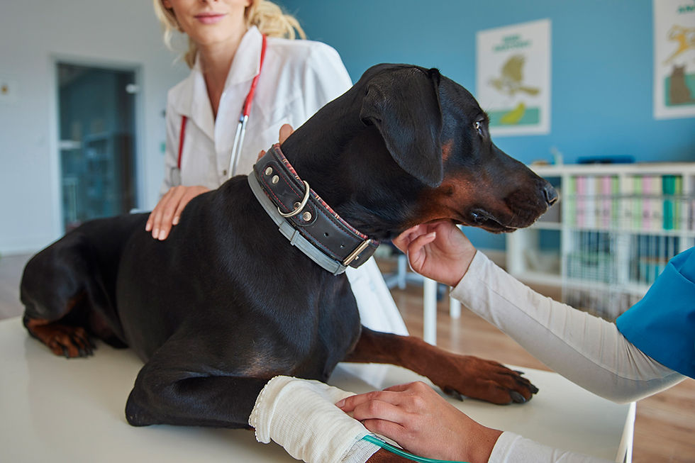 Cão preto em consulta veterinária, com coleira, enquanto a veterinária o examina em mesa clínica azul.