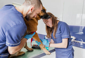 Exames Hematológicos veterinários. Compreendendo a Saúde Sanguínea dos Animais.