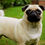 Miniatura: Painel OneHealth Pug
