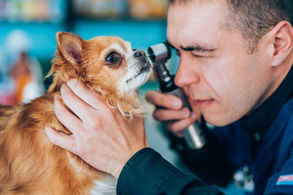 Melhores práticas - Clínica Vet e Laboratório Vet