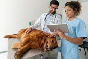 Importância dos exames veterinários pré-operatórios