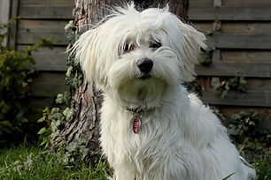 Bichon_havanese_alchemypet_genomica.jpeg
