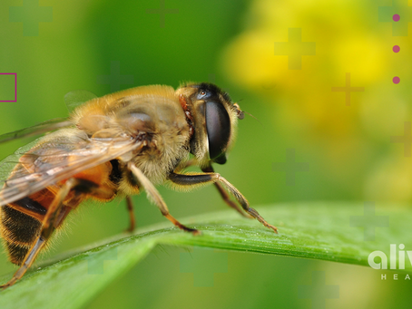 La desaparición de las abejas podría dañar la salud de millones de personas