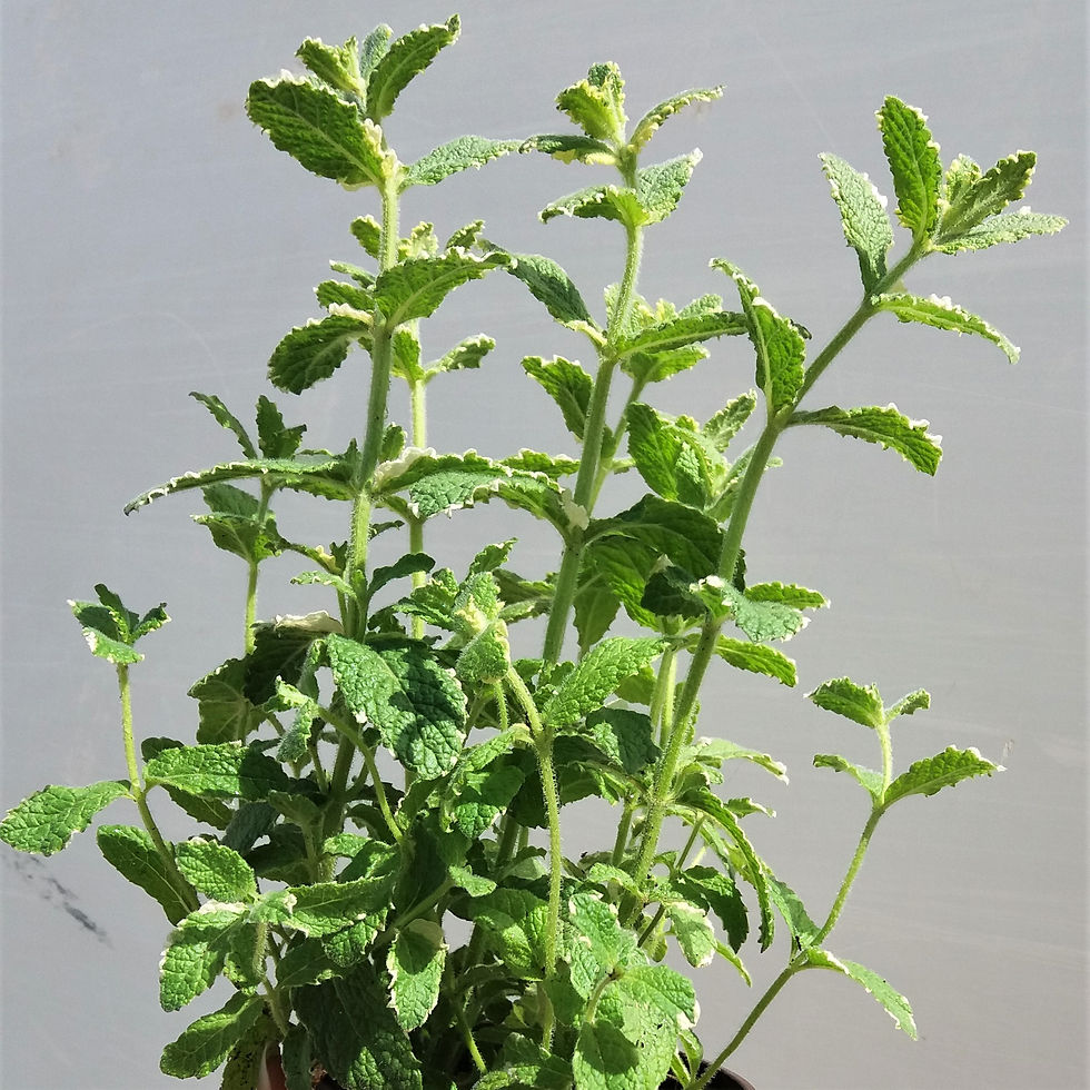Menta Piña