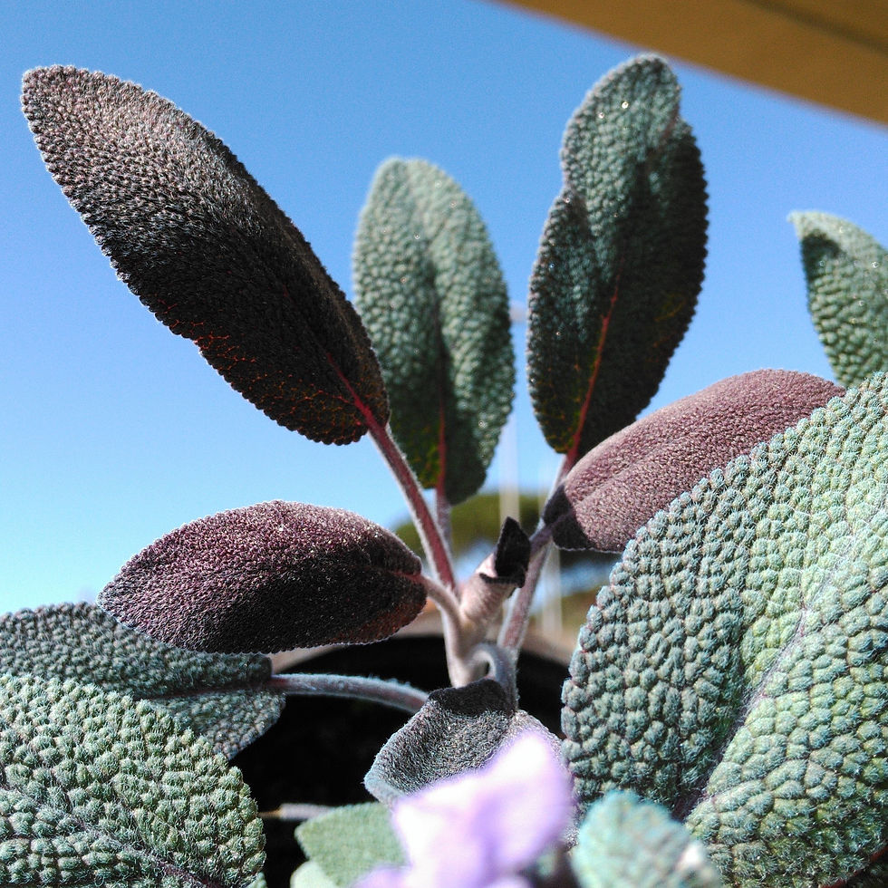 Salvia Purpura