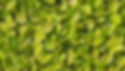 enciam-meravella-planter-90%-1920x1080-qreduida.jpg