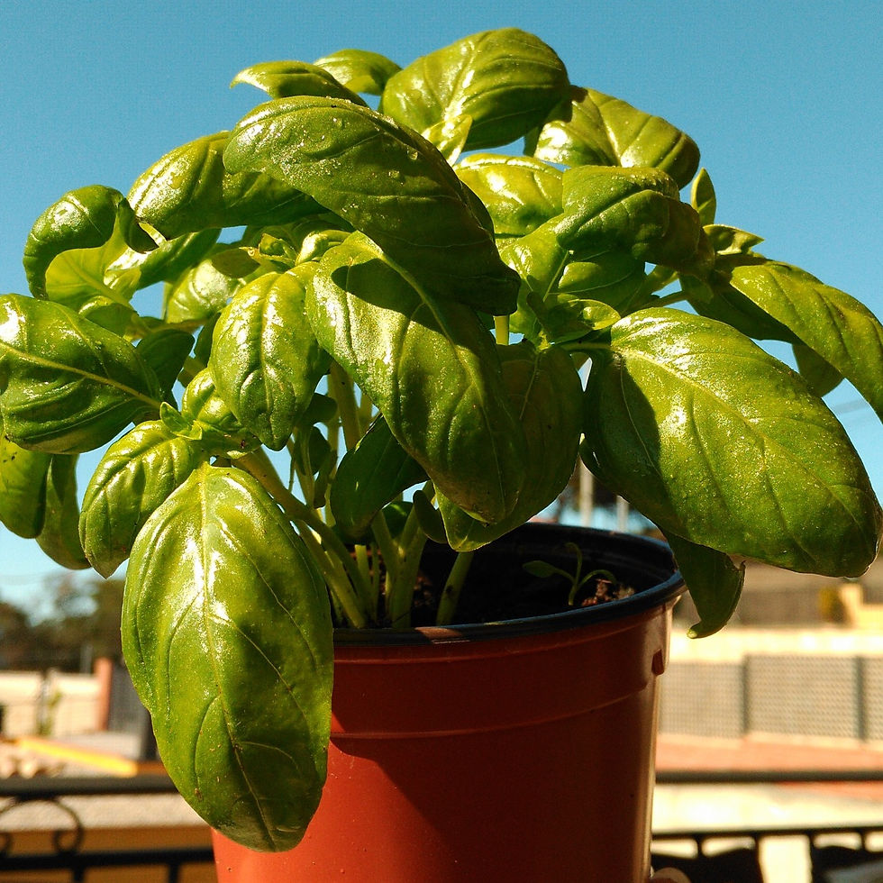 Albahaca hoja grande
