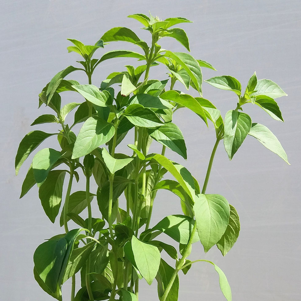 Albahaca Citron