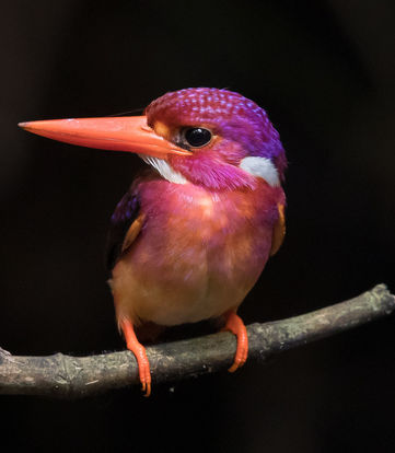 03TB-KINGFISHER1-mediumSquareAt3X.jpeg