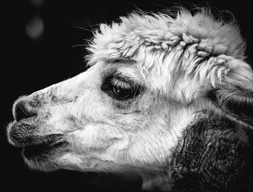 alpaca-1672647__480.jpeg