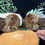 Thumbnail: Ammonite Polished Fossil Pair